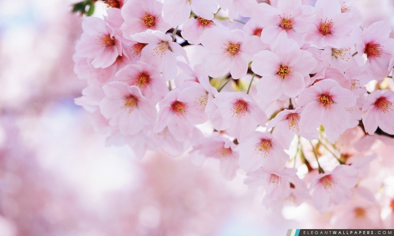 Printemps des fleurs de cerisier, Arrière-plans HD à télécharger