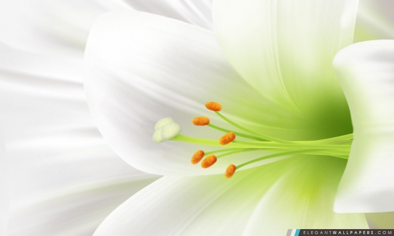 Lily blanc, fleur de Pâques, Arrière-plans HD à télécharger