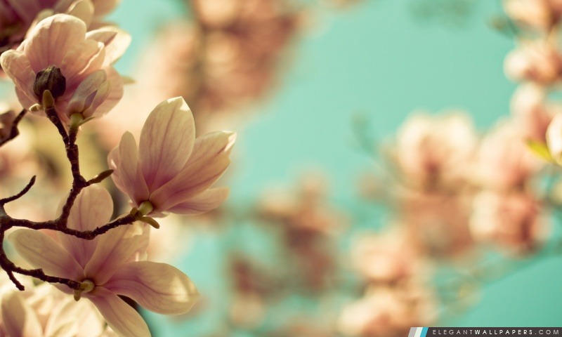 Fleurs de magnolia, Arrière-plans HD à télécharger