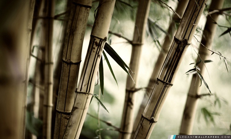 Bambou, Arrière-plans HD à télécharger