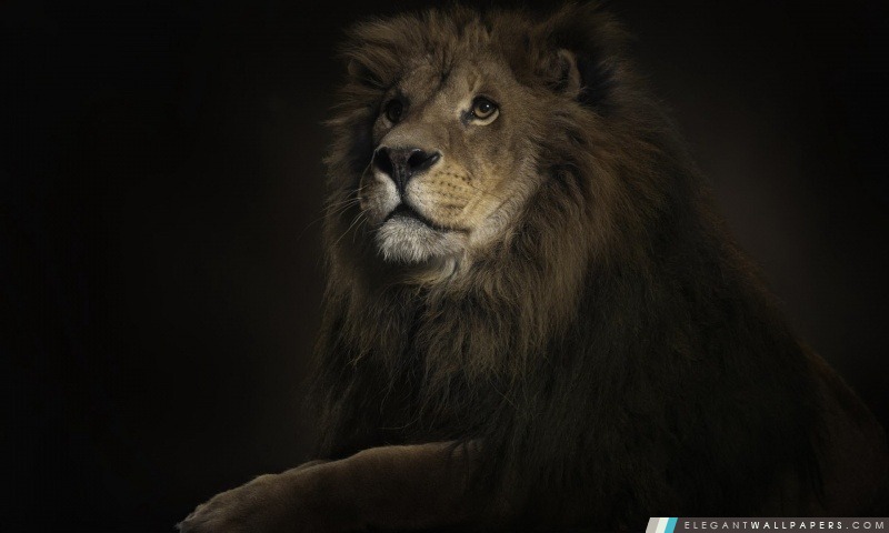 Le Roi Lion, Arrière-plans HD à télécharger