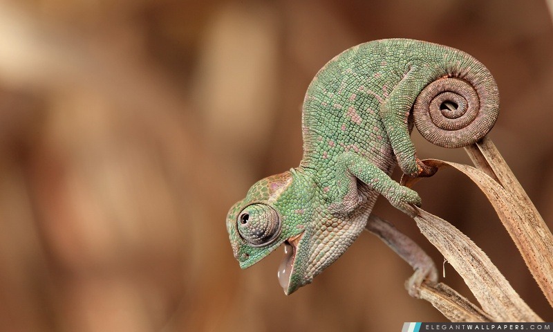 Chameleon Macro, Arrière-plans HD à télécharger