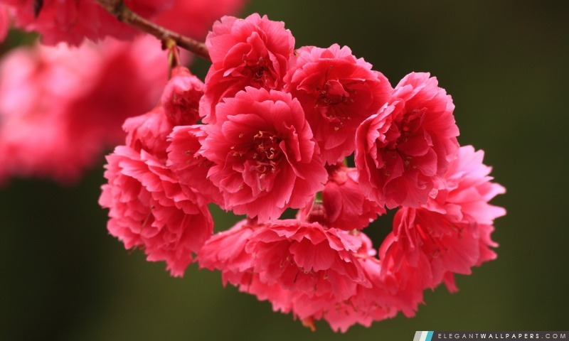 Rouge Fleurs de printemps, Arrière-plans HD à télécharger