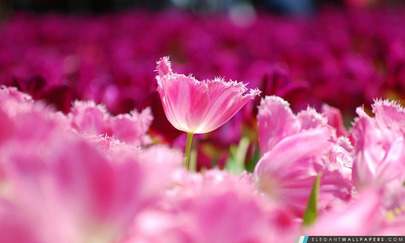 Tulipes roses, Arrière-plans HD à télécharger