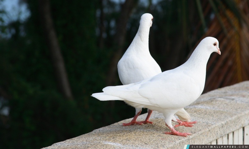 Blanc Pigeons, Arrière-plans HD à télécharger