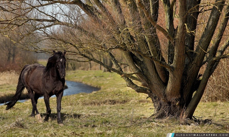 Black Horse, Arrière-plans HD à télécharger
