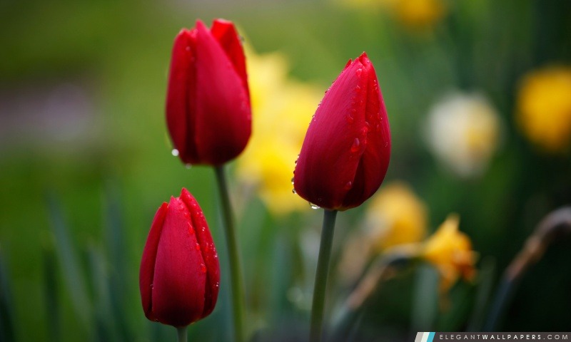 Trois tulipes rouges, Arrière-plans HD à télécharger