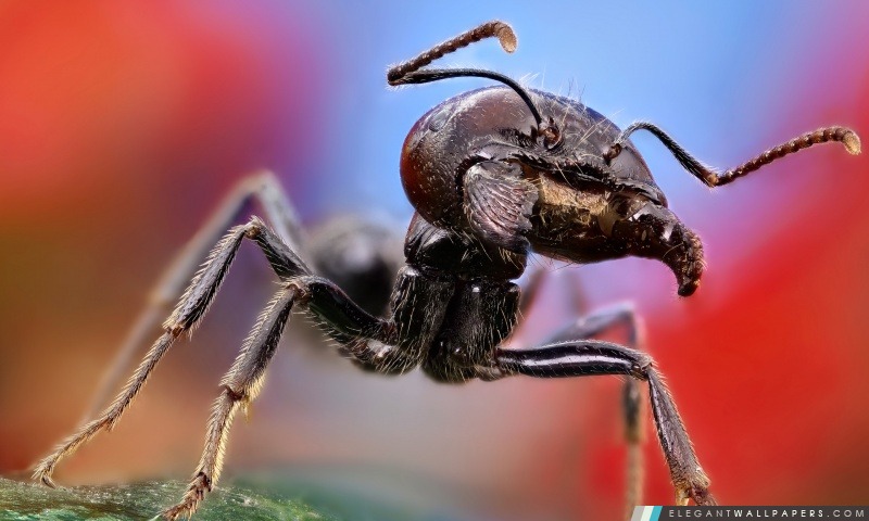 Macro fourmi, Arrière-plans HD à télécharger