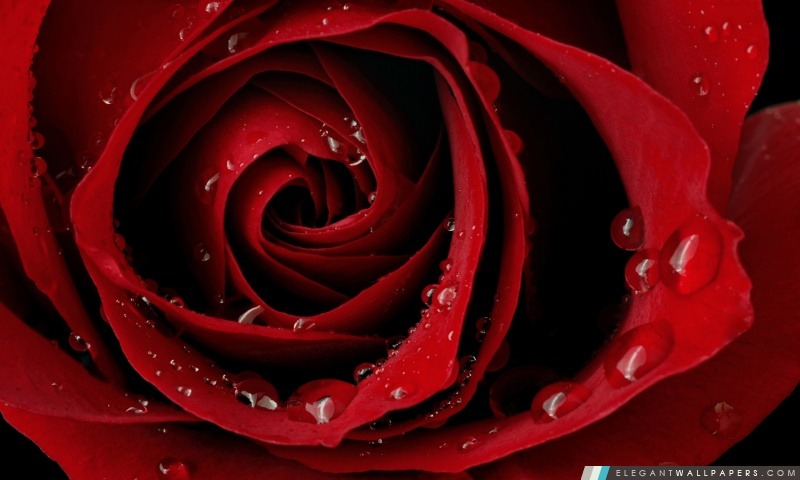 Gouttelettes sur une rose, Arrière-plans HD à télécharger