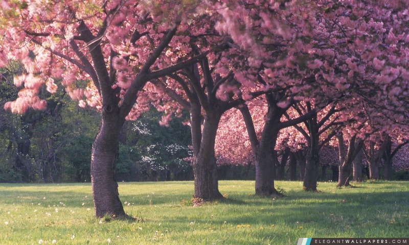 Fleurs de cerisier roses, Arrière-plans HD à télécharger