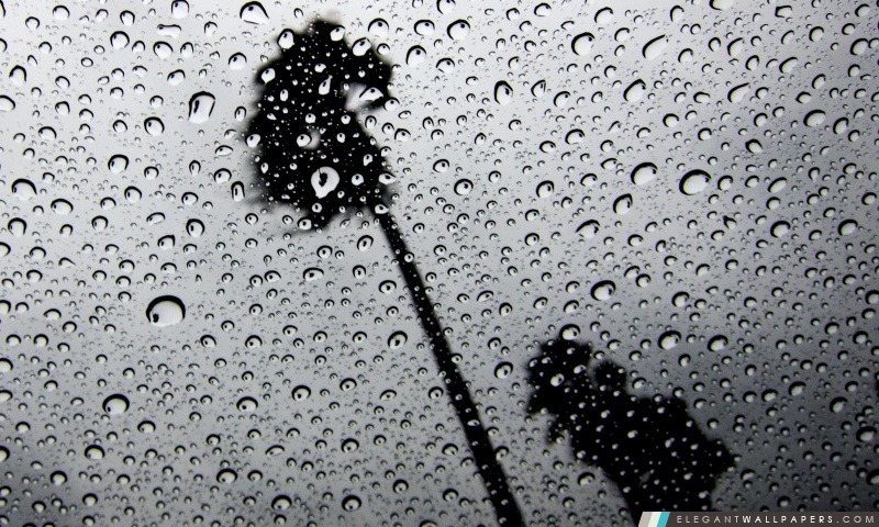 Palm Trees In The Rain à travers la lucarne, Arrière-plans HD à télécharger