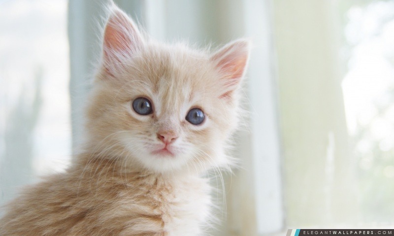 Cute Kitten, Arrière-plans HD à télécharger