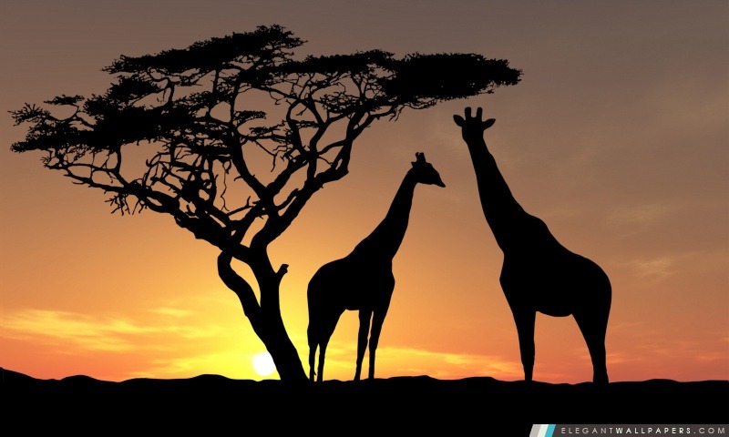 Girafes au coucher du soleil, Arrière-plans HD à télécharger