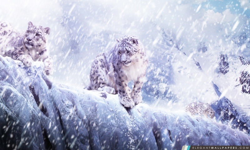 Léopards dans la neige, Arrière-plans HD à télécharger