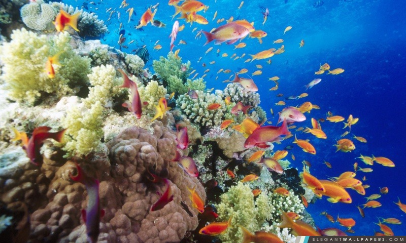 Coral Reef sud de la mer Rouge, près de Safaga Egypte, Arrière-plans HD à télécharger