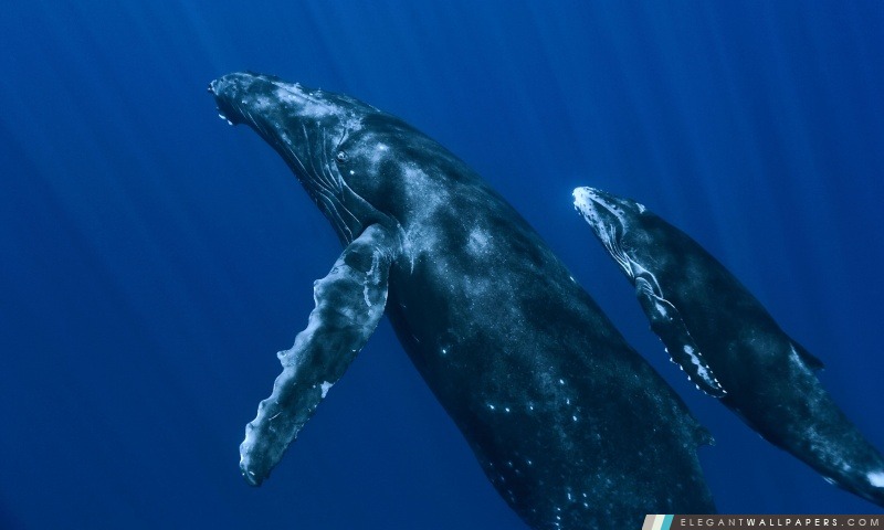 Baleines sous-marines, Arrière-plans HD à télécharger