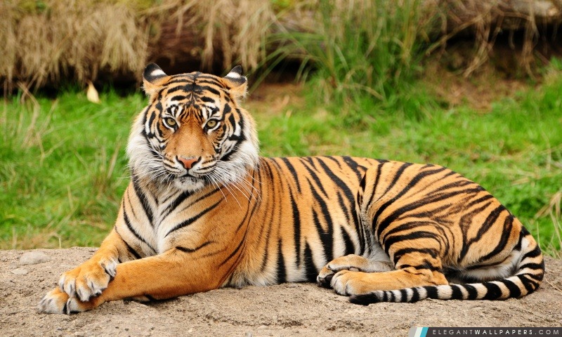Tiger séance Majestic, Arrière-plans HD à télécharger