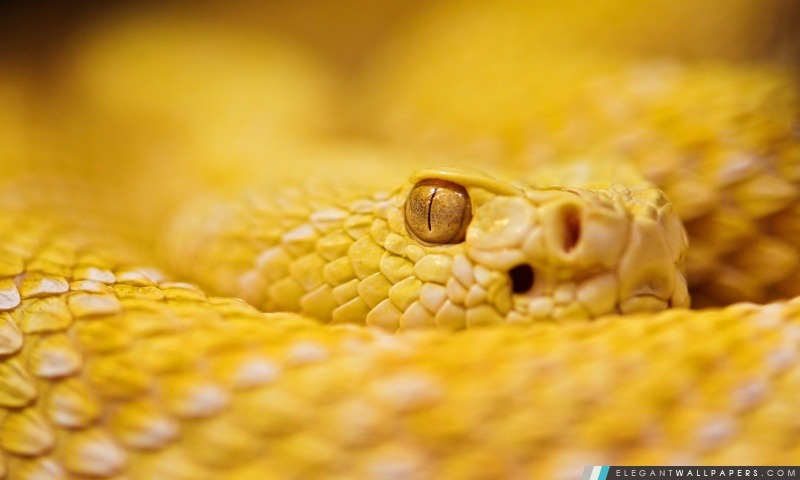 Rattlesnake albinos, Arrière-plans HD à télécharger
