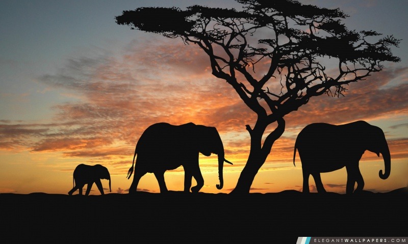 Savannah éléphants, Arrière-plans HD à télécharger