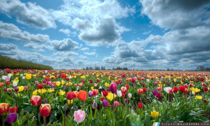 Vaste Champ de tulipes, Arrière-plans HD à télécharger
