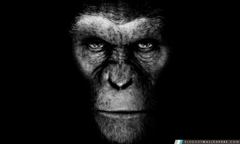 Rise Of The Planet Of The Apes …, Arrière-plans HD à télécharger