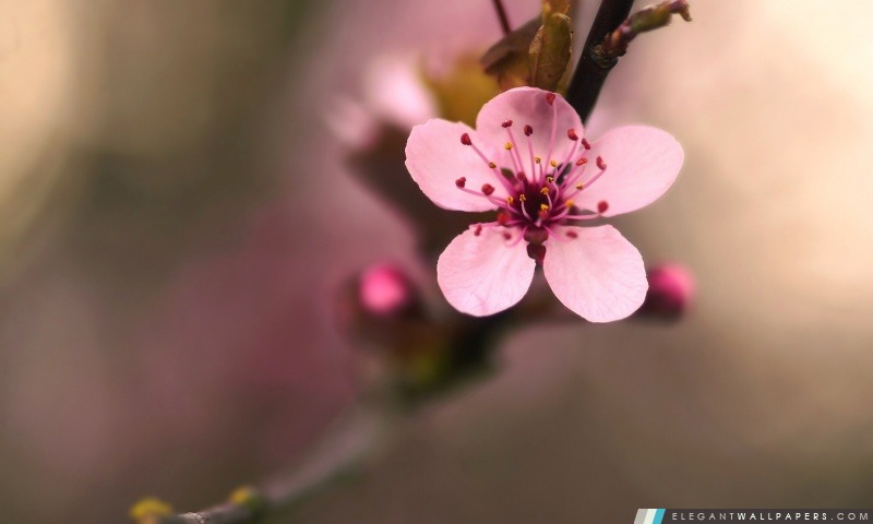 Macro rose de fleur de cerise, Arrière-plans HD à télécharger