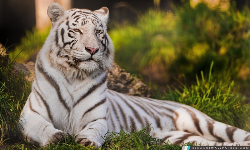 Blanc tigresse Allongé dans l'herbe, Arrière-plans HD à télécharger