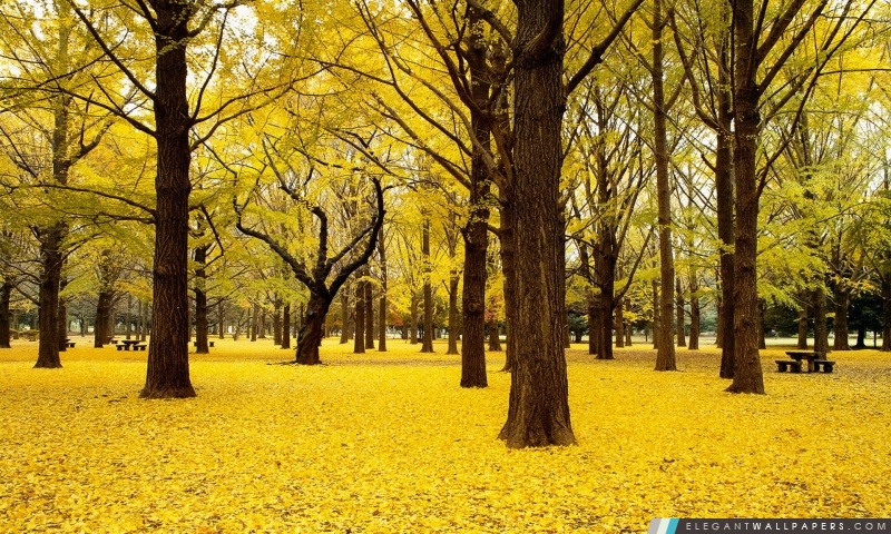 Jaune d'automne au Japon, Arrière-plans HD à télécharger