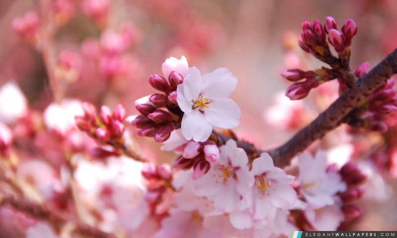 Les bourgeons de fleurs de cerisier, Arrière-plans HD à télécharger