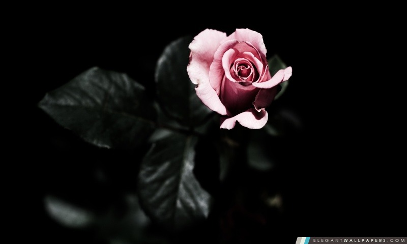 Rose rose simple, Arrière-plans HD à télécharger