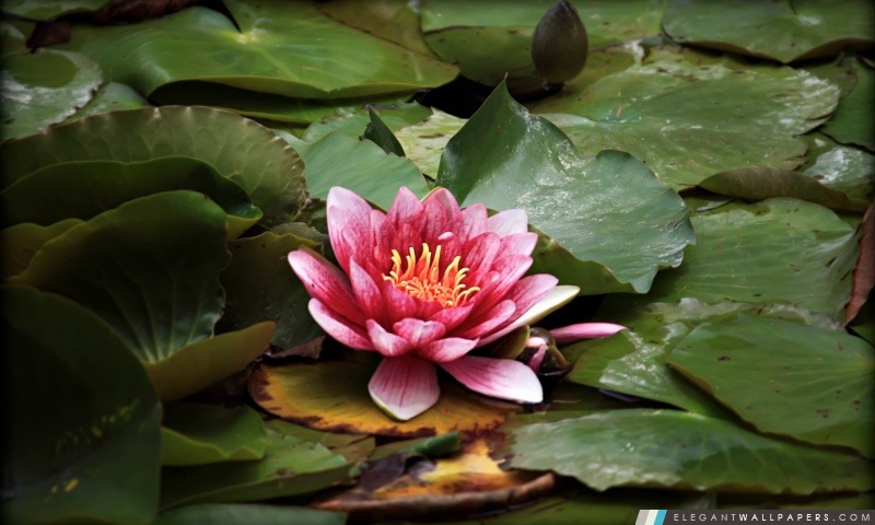 Red Lotus se reposant sur l'étang, Arrière-plans HD à télécharger