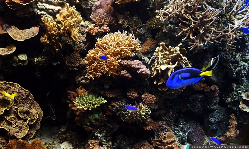 Poissons d'aquarium, Arrière-plans HD à télécharger