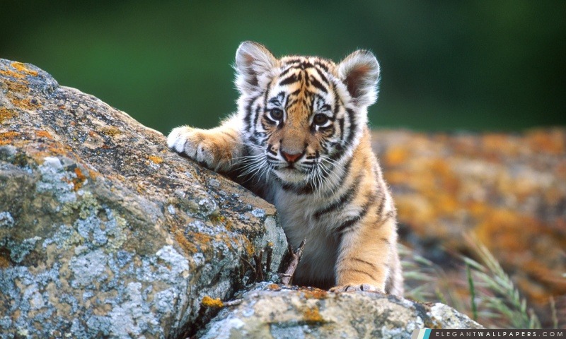 Tiger Cub, Arrière-plans HD à télécharger