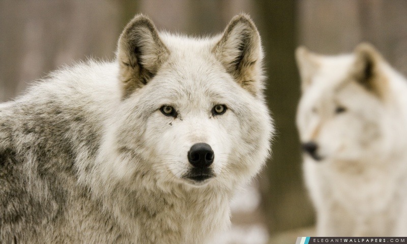 Loups blancs, Arrière-plans HD à télécharger