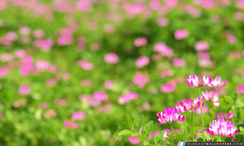 Fleurs rose Photo, Arrière-plans HD à télécharger