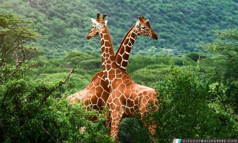 Girafes, Afrique, Arrière-plans HD à télécharger