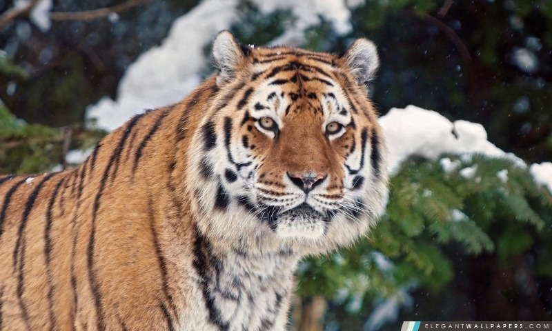 Tiger In Winter, Arrière-plans HD à télécharger