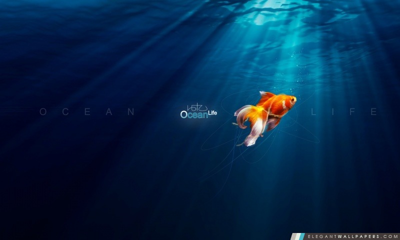 Ocean Life, Arrière-plans HD à télécharger
