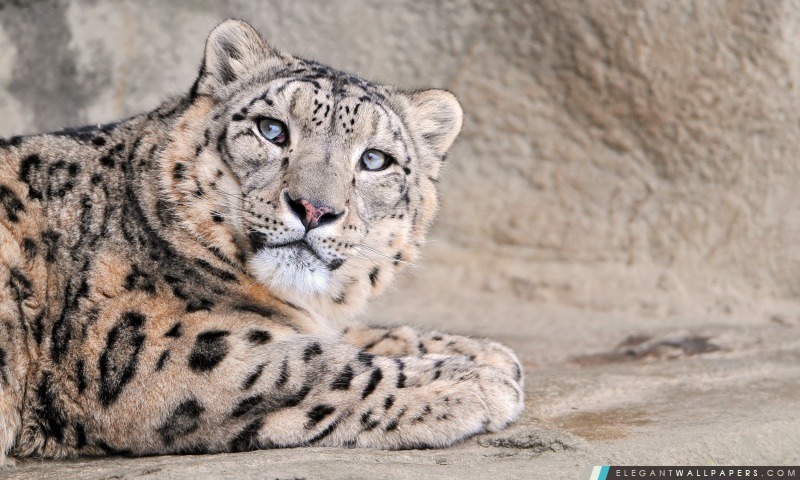 Snow Leopard Aux Yeux Bleus, Arrière-plans HD à télécharger
