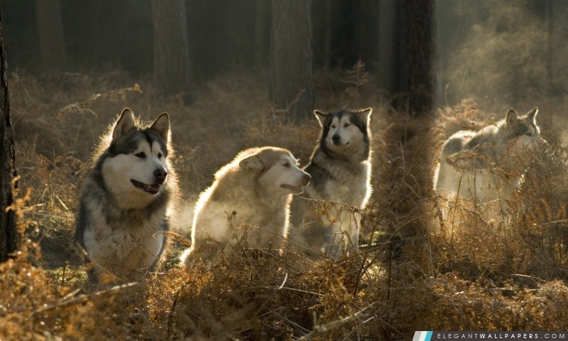 Huskies groupe dans la forêt, Arrière-plans HD à télécharger