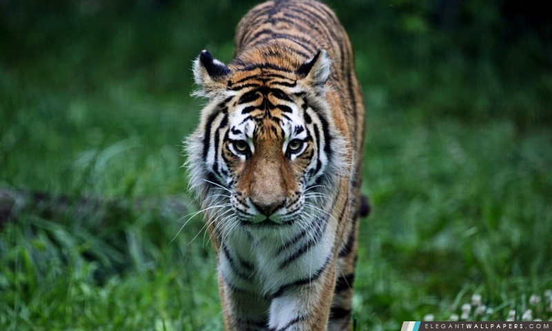 Tiger On The Hunt, Arrière-plans HD à télécharger