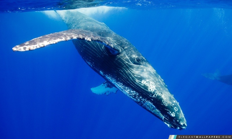 Baleine à bosse, Arrière-plans HD à télécharger
