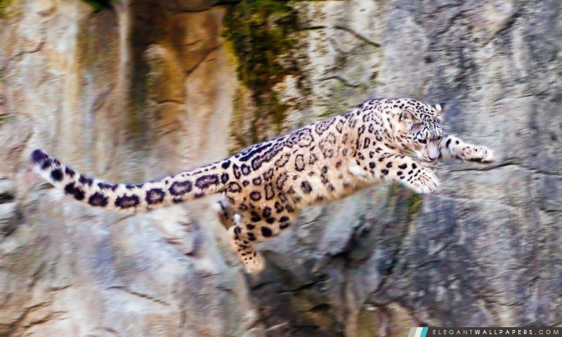 Snow Leopard vol, Arrière-plans HD à télécharger