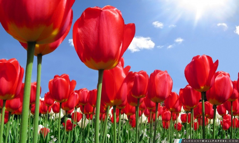 Tulipes rouges de terrain, Arrière-plans HD à télécharger