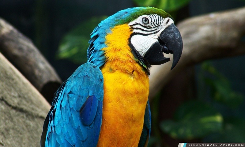 Colorful Parrot, Arrière-plans HD à télécharger