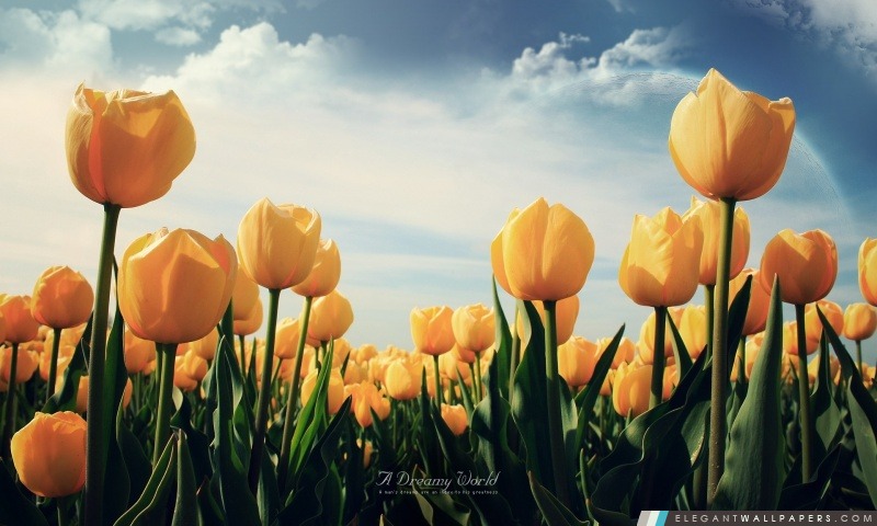 Champ de tulipes jaunes, Arrière-plans HD à télécharger