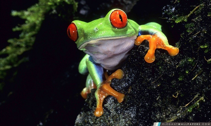 Red Eyed Tree Frog, Arrière-plans HD à télécharger
