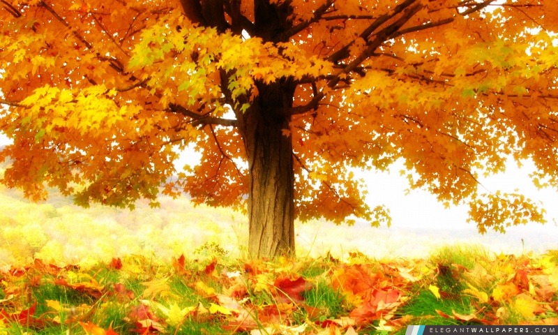 La joie de l'automne, Arrière-plans HD à télécharger