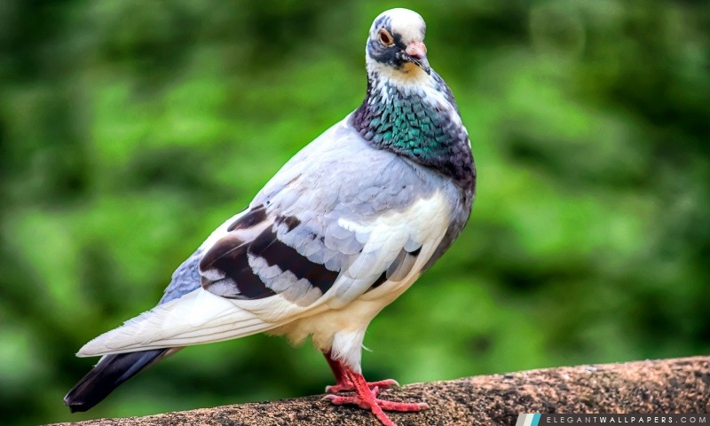 Oiseau de pigeon, Arrière-plans HD à télécharger