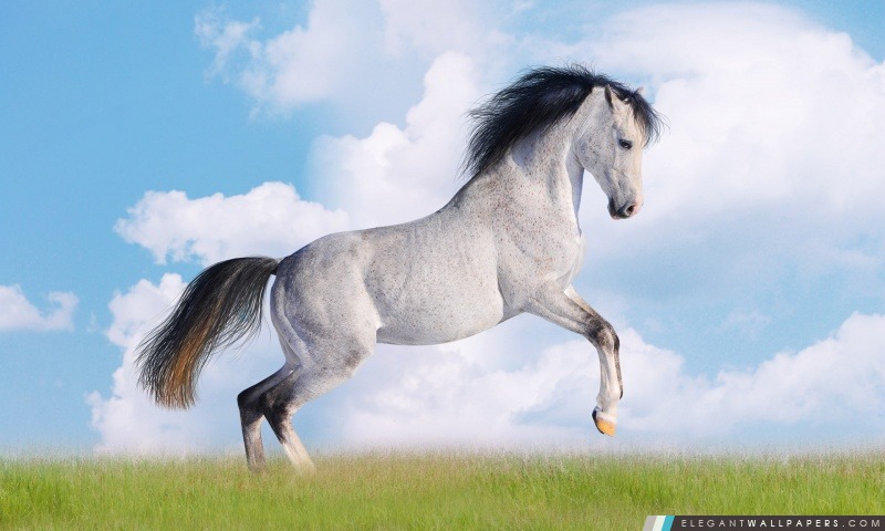 White Horse, Arrière-plans HD à télécharger